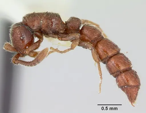 Sphinctomyrmex stali specimen CASENT0173063 image casent0173063_3
