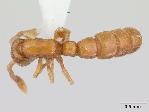 Sphinctomyrmex stali specimen CASENT0178850 image casent0178850_1