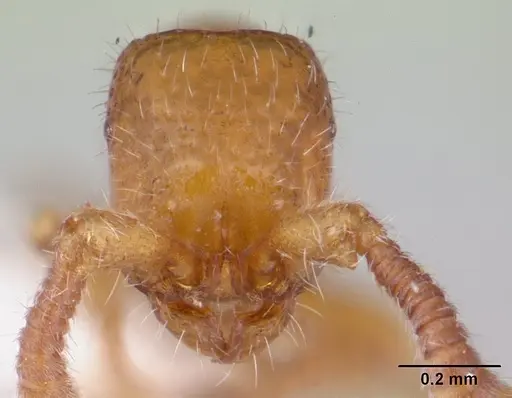 Sphinctomyrmex stali specimen CASENT0178850 image casent0178850_2
