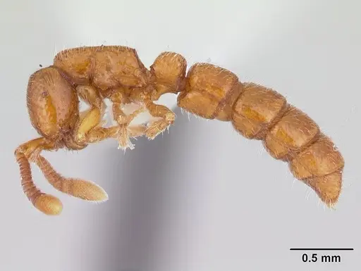 Sphinctomyrmex stali specimen CASENT0178850 image casent0178850_3