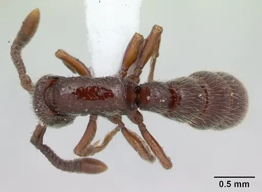 Sphinctomyrmex stali specimen CASENT0178865 image casent0178865_1