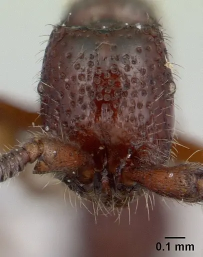Sphinctomyrmex stali specimen CASENT0178865 image casent0178865_2