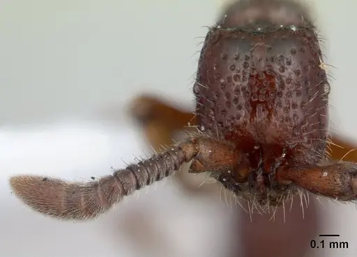 Sphinctomyrmex stali specimen CASENT0178865 image casent0178865_3