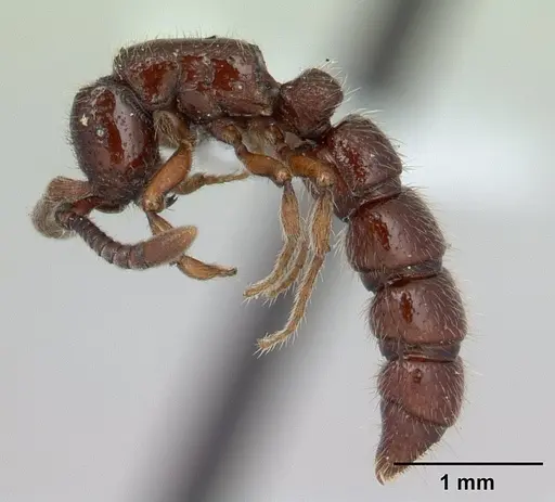 Sphinctomyrmex stali specimen CASENT0178865 image casent0178865_4