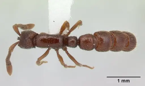 Sphinctomyrmex stali specimen CASENT0178866 image casent0178866_1