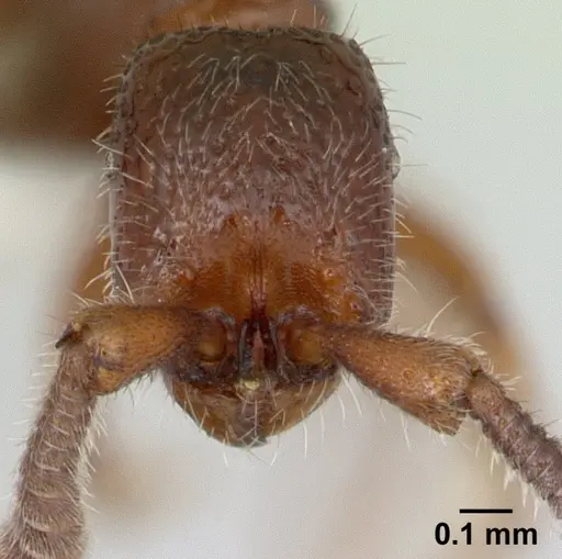 Sphinctomyrmex stali specimen CASENT0178866 image casent0178866_2