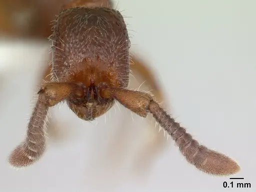 Sphinctomyrmex stali specimen CASENT0178866 image casent0178866_3