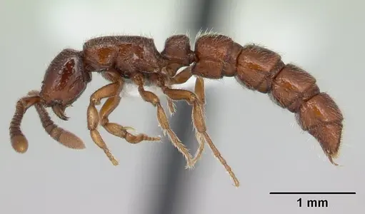 Sphinctomyrmex stali specimen CASENT0178866 image casent0178866_4