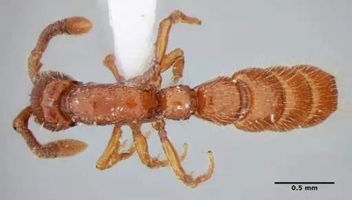 Sphinctomyrmex stali specimen UFV-LABECOL-004332 image ufv-labecol-004332_1
