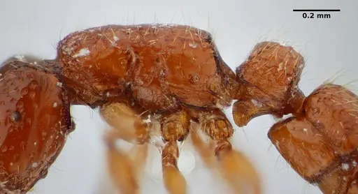 Sphinctomyrmex stali specimen UFV-LABECOL-004332 image ufv-labecol-004332_2