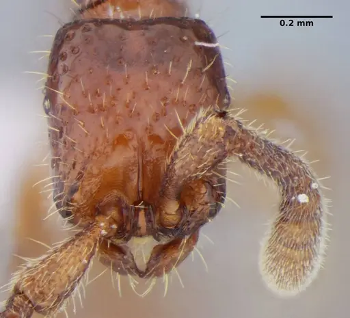 Sphinctomyrmex stali specimen UFV-LABECOL-004332 image ufv-labecol-004332_3
