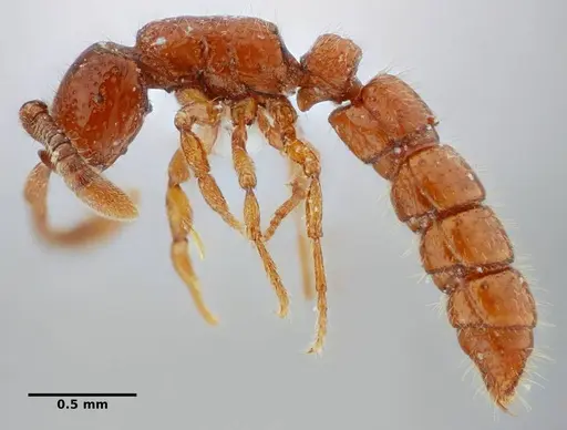 Sphinctomyrmex stali specimen UFV-LABECOL-004332 image ufv-labecol-004332_4