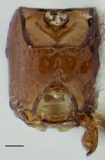 Sphinctomyrmex stali specimen UFV-LABECOL-007249 image ufv-labecol-007249_1