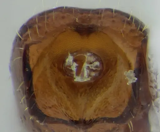 Sphinctomyrmex stali specimen UFV-LABECOL-007249 image ufv-labecol-007249_2