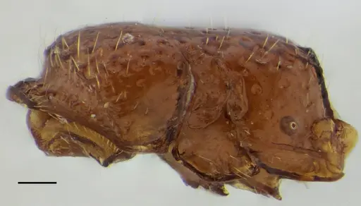 Sphinctomyrmex stali specimen UFV-LABECOL-007249 image ufv-labecol-007249_3