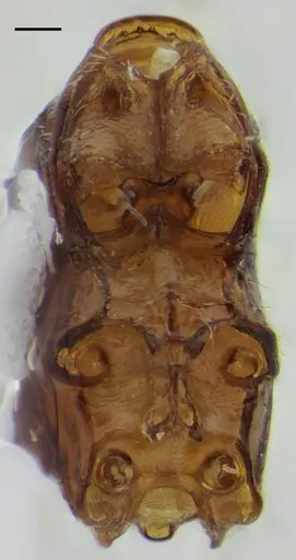 Sphinctomyrmex stali specimen UFV-LABECOL-007249 image ufv-labecol-007249_4