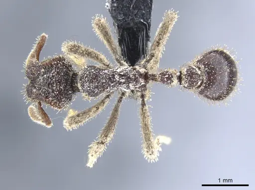 Stegomyrmex connectens specimen CASENT0651699 image casent0651699_1