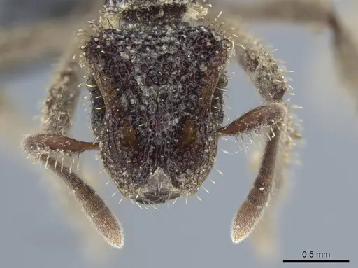 Stegomyrmex connectens specimen CASENT0651699 image casent0651699_2