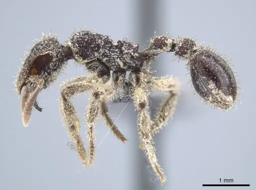 Stegomyrmex connectens specimen CASENT0651699 image casent0651699_3