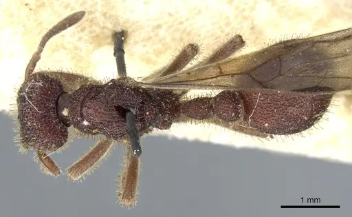 Stegomyrmex connectens specimen CASENT0904965 image casent0904965_1