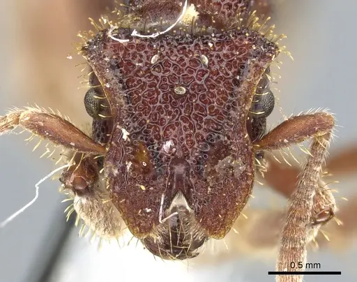 Stegomyrmex connectens specimen CASENT0904965 image casent0904965_2