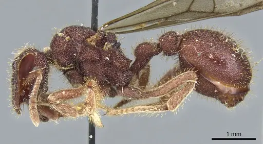 Stegomyrmex connectens specimen CASENT0904965 image casent0904965_3