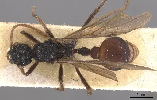 Stegomyrmex connectens specimen CASENT0905914 image casent0905914_1