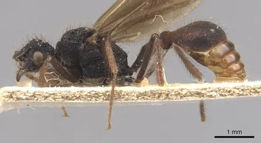 Stegomyrmex connectens specimen CASENT0905914 image casent0905914_3