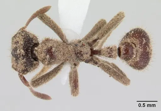 Stegomyrmex manni specimen CASENT0178590 image casent0178590_1