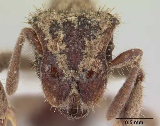 Stegomyrmex manni specimen CASENT0178590 image casent0178590_2