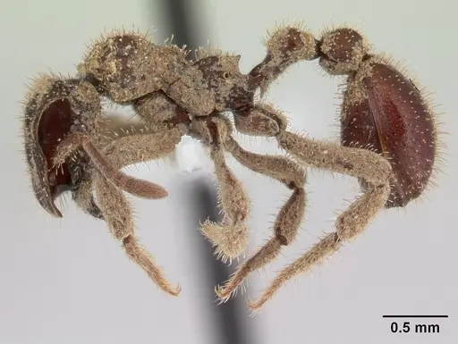 Stegomyrmex manni specimen CASENT0178590 image casent0178590_3