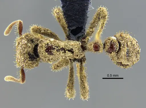 Stegomyrmex manni specimen CBUMAGENT34494 image cbumagent34494_1