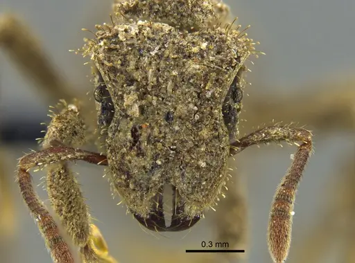 Stegomyrmex manni specimen CBUMAGENT34494 image cbumagent34494_2