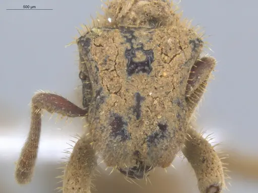 Stegomyrmex manni specimen ECOFOG-MI15-0106-24 image ecofog-mi15-0106-24_2
