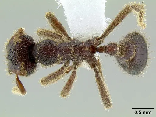Stegomyrmex manni specimen INB0003692959 image inb0003692959_1