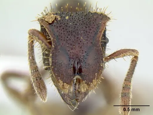 Stegomyrmex manni specimen INB0003692959 image inb0003692959_2