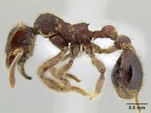 Stegomyrmex manni specimen INB0003692959 image inb0003692959_3