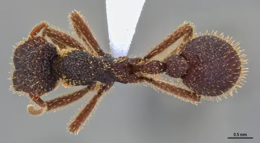 Stegomyrmex olindae specimen ANTWEB1047389 image antweb1047389_1