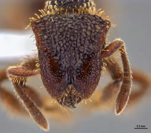 Stegomyrmex olindae specimen ANTWEB1047389 image antweb1047389_2