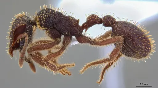 Stegomyrmex olindae specimen ANTWEB1047389 image antweb1047389_3