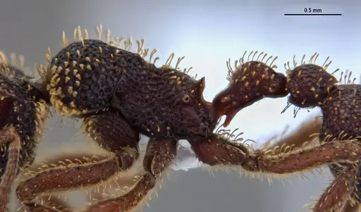 Stegomyrmex olindae specimen ANTWEB1047389 image antweb1047389_4
