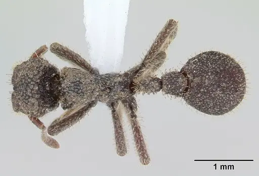 Stegomyrmex olindae specimen CASENT0178488 image casent0178488_1