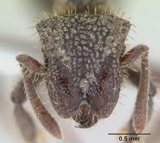 Stegomyrmex olindae specimen CASENT0178488 image casent0178488_2