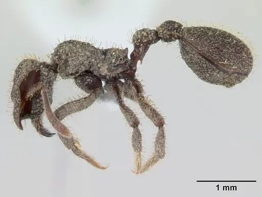Stegomyrmex olindae specimen CASENT0178488 image casent0178488_3