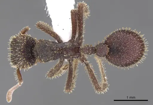 Stegomyrmex olindae specimen CASENT0901262 image casent0901262_1