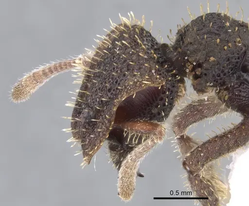 Stegomyrmex olindae specimen CASENT0901262 image casent0901262_3