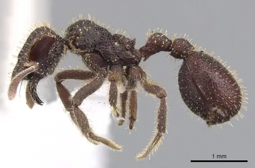 Stegomyrmex olindae specimen CASENT0901262 image casent0901262_4