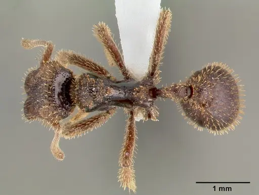 Stegomyrmex vizottoi specimen CASENT0006164 image casent0006164_1