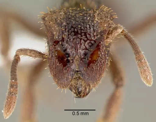 Stegomyrmex vizottoi specimen CASENT0006164 image casent0006164_2