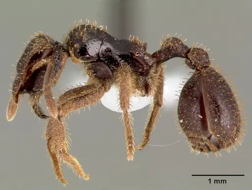 Stegomyrmex vizottoi specimen CASENT0006164 image casent0006164_3